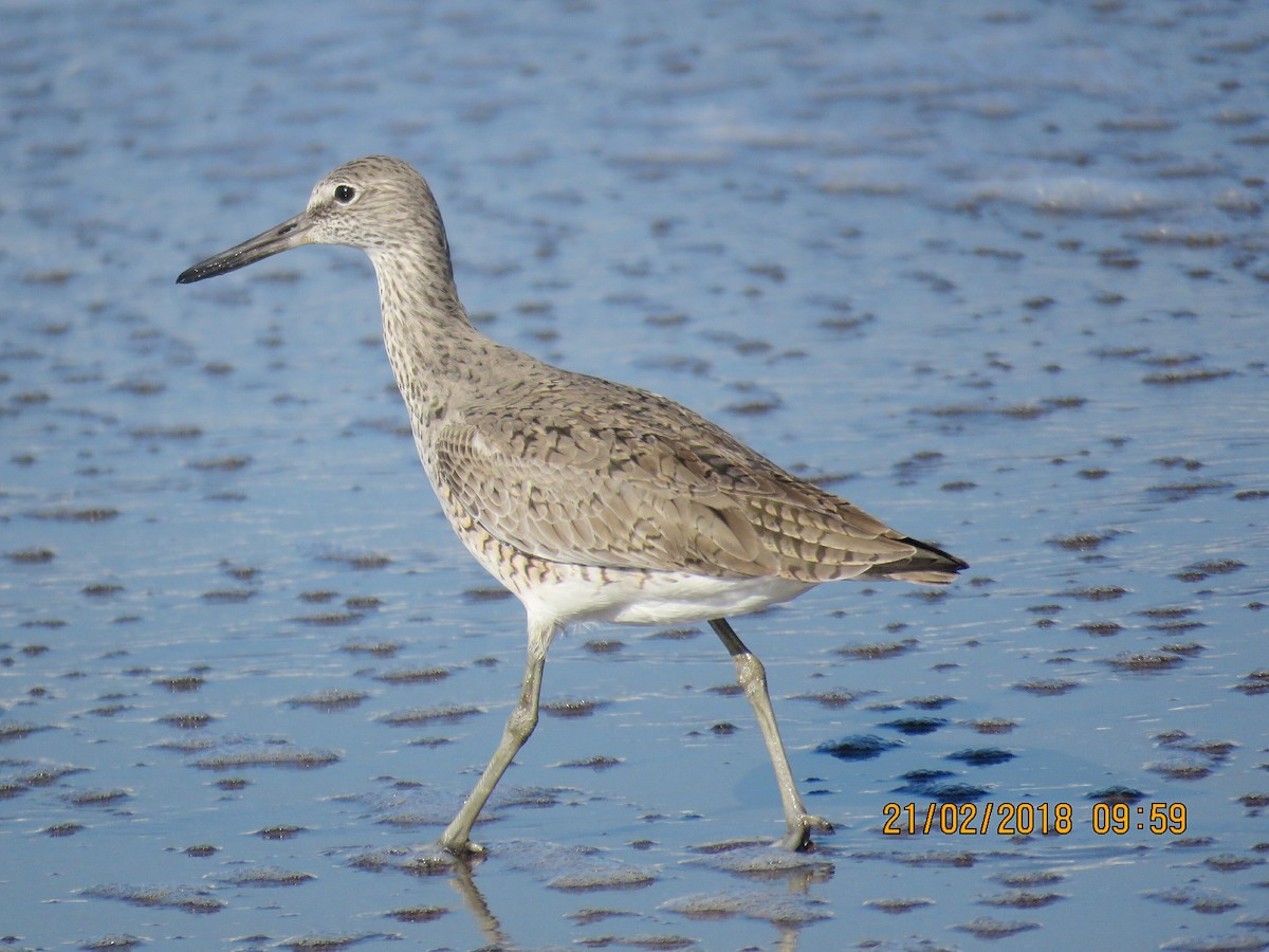 Willet - ML89854771