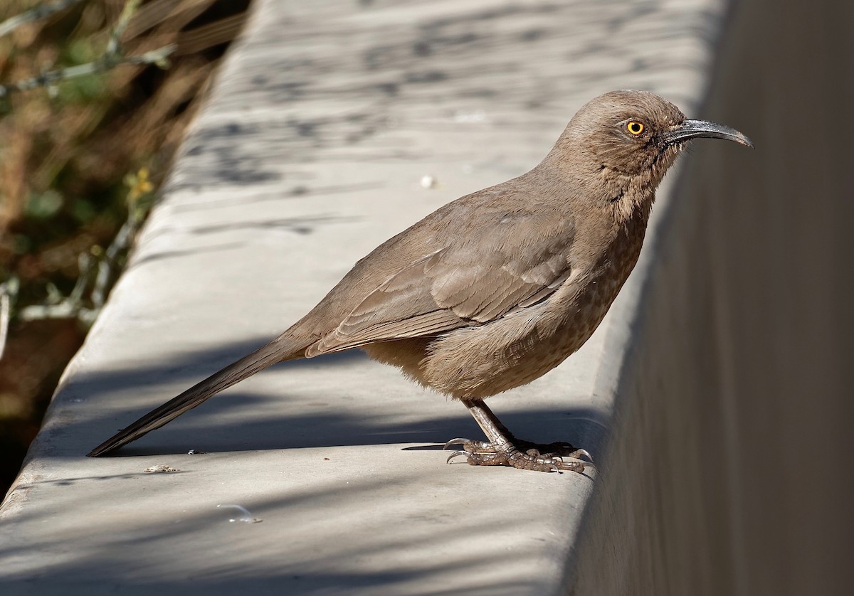 Curve-billed Thrasher - James Sawusch