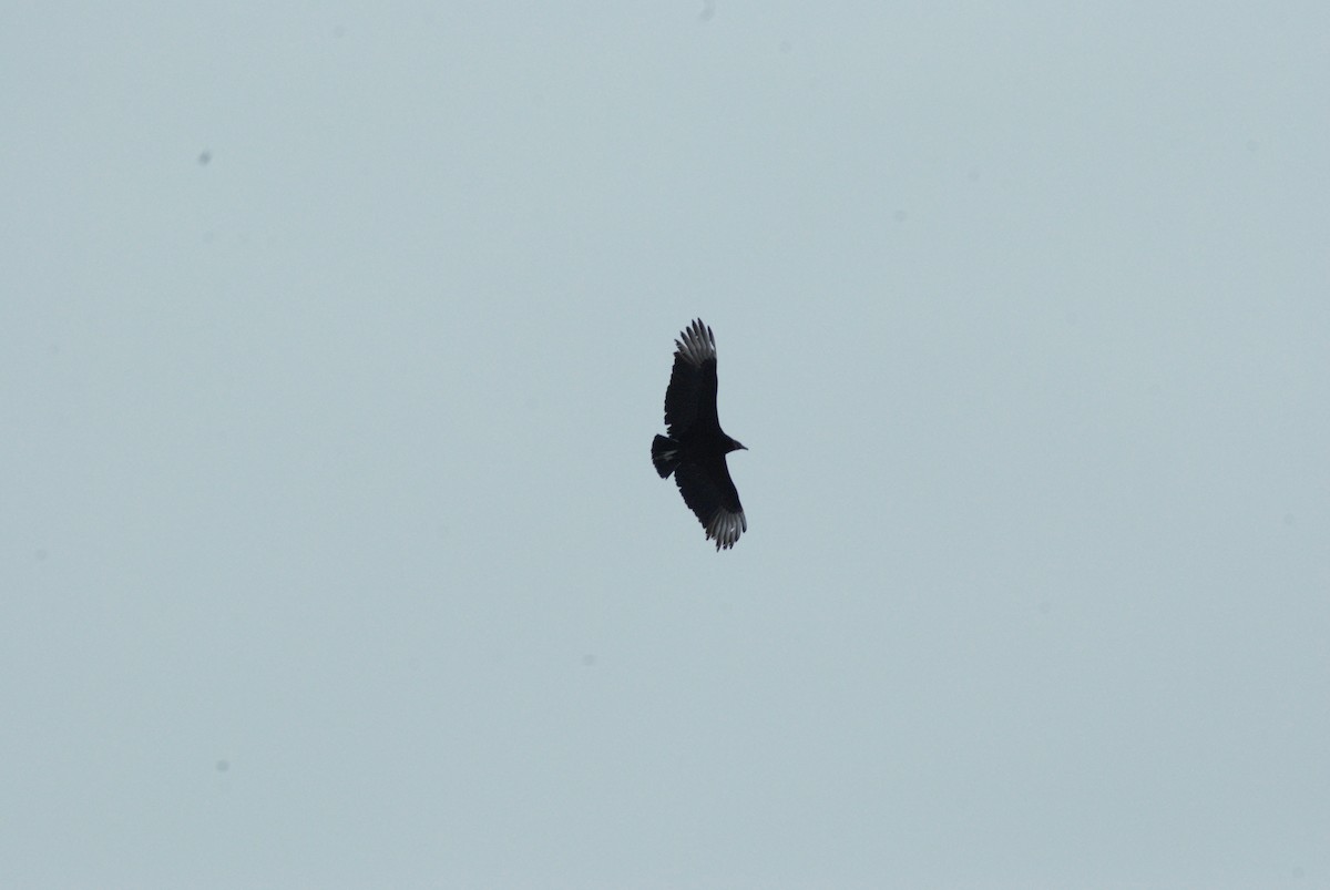 kondor havranovitý - ML89858571