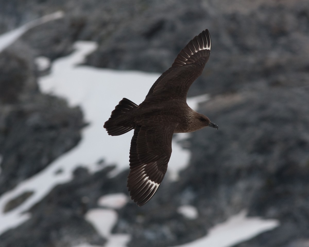 South Polar Skua - Marbry Hopkins