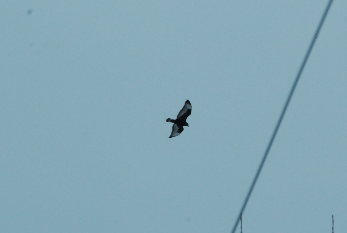 káně rousná - ML89859631