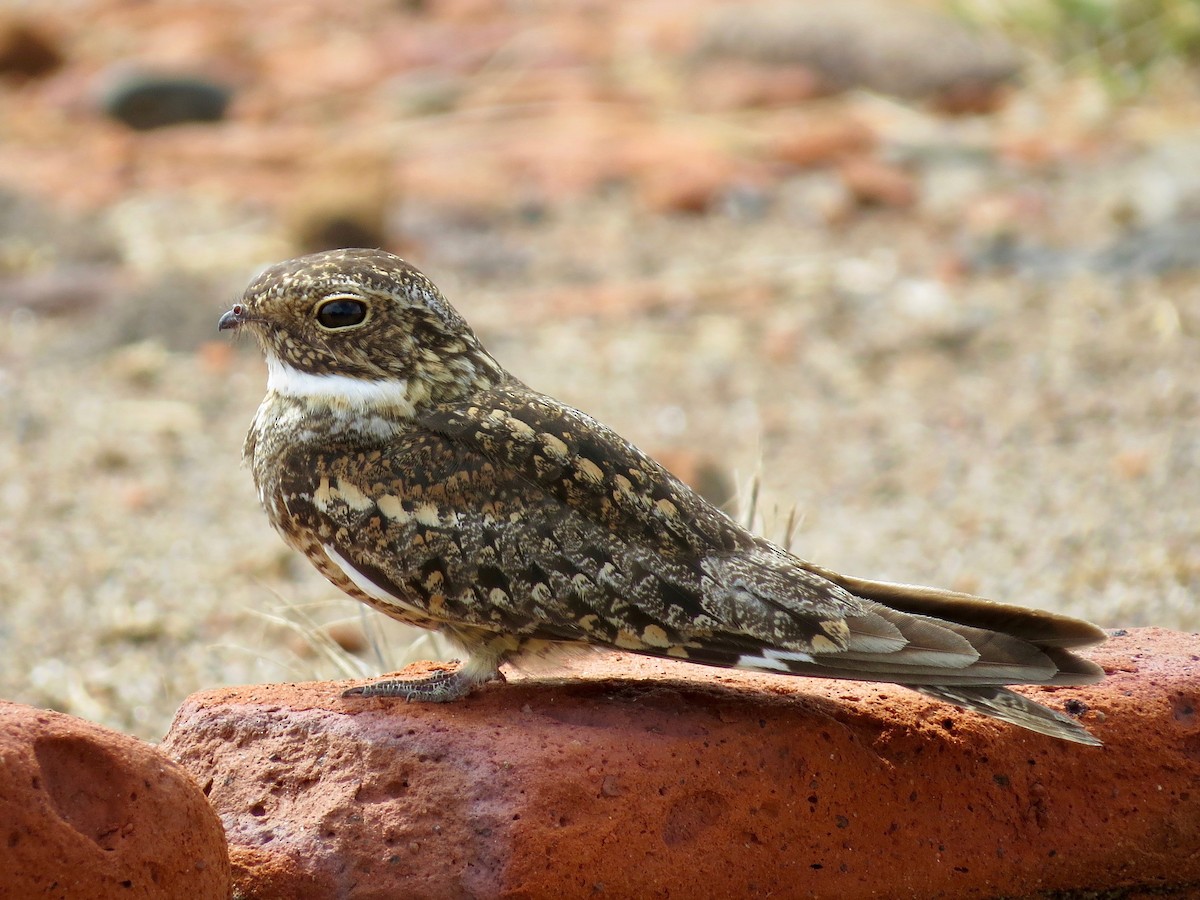 Lesser Nighthawk - ML89862231