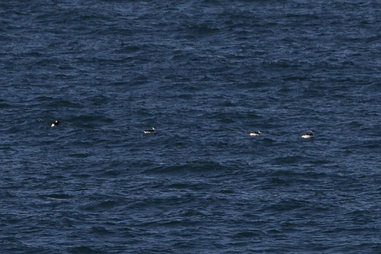 Razorbill - ML89862571