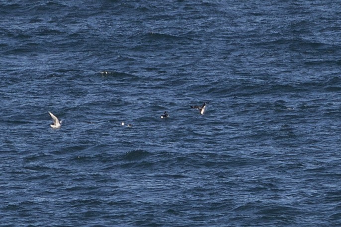 Razorbill - ML89862581