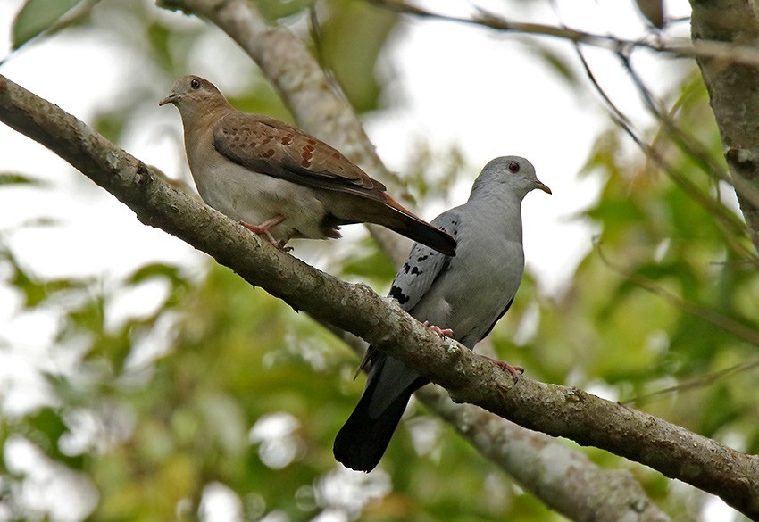 Blue Ground Dove - ML89862691