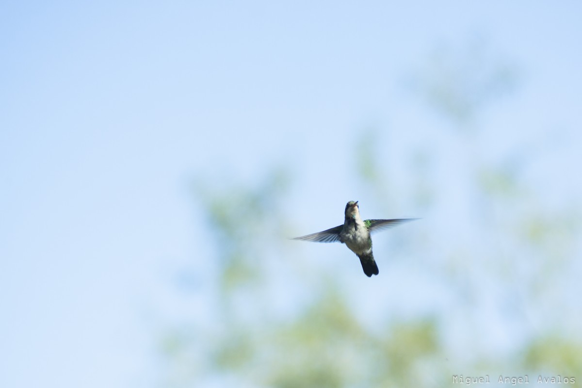 Glittering-bellied Emerald - ML89862741