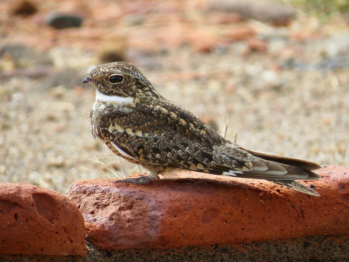 Lesser Nighthawk - ML89862841