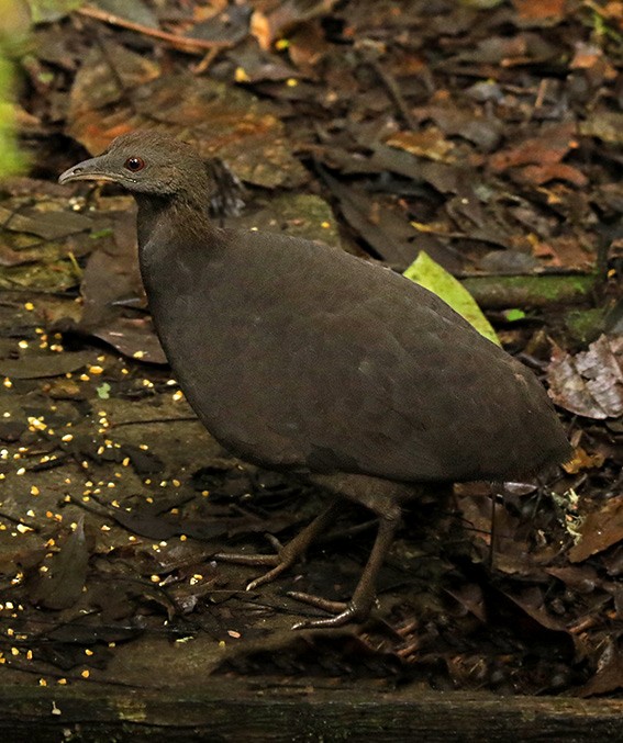 Cinereous Tinamou - ML89863461