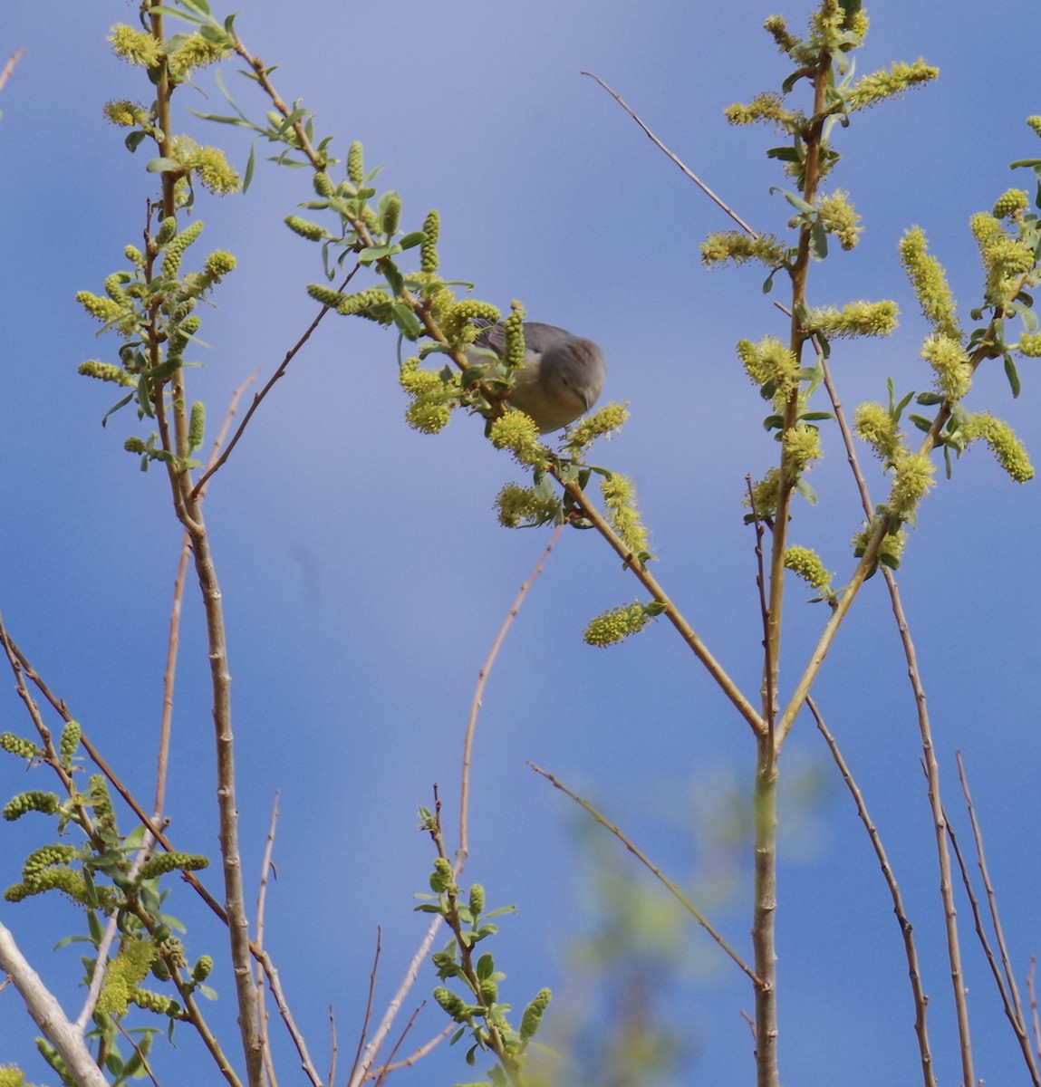 Rotbürzel-Waldsänger - ML89865271