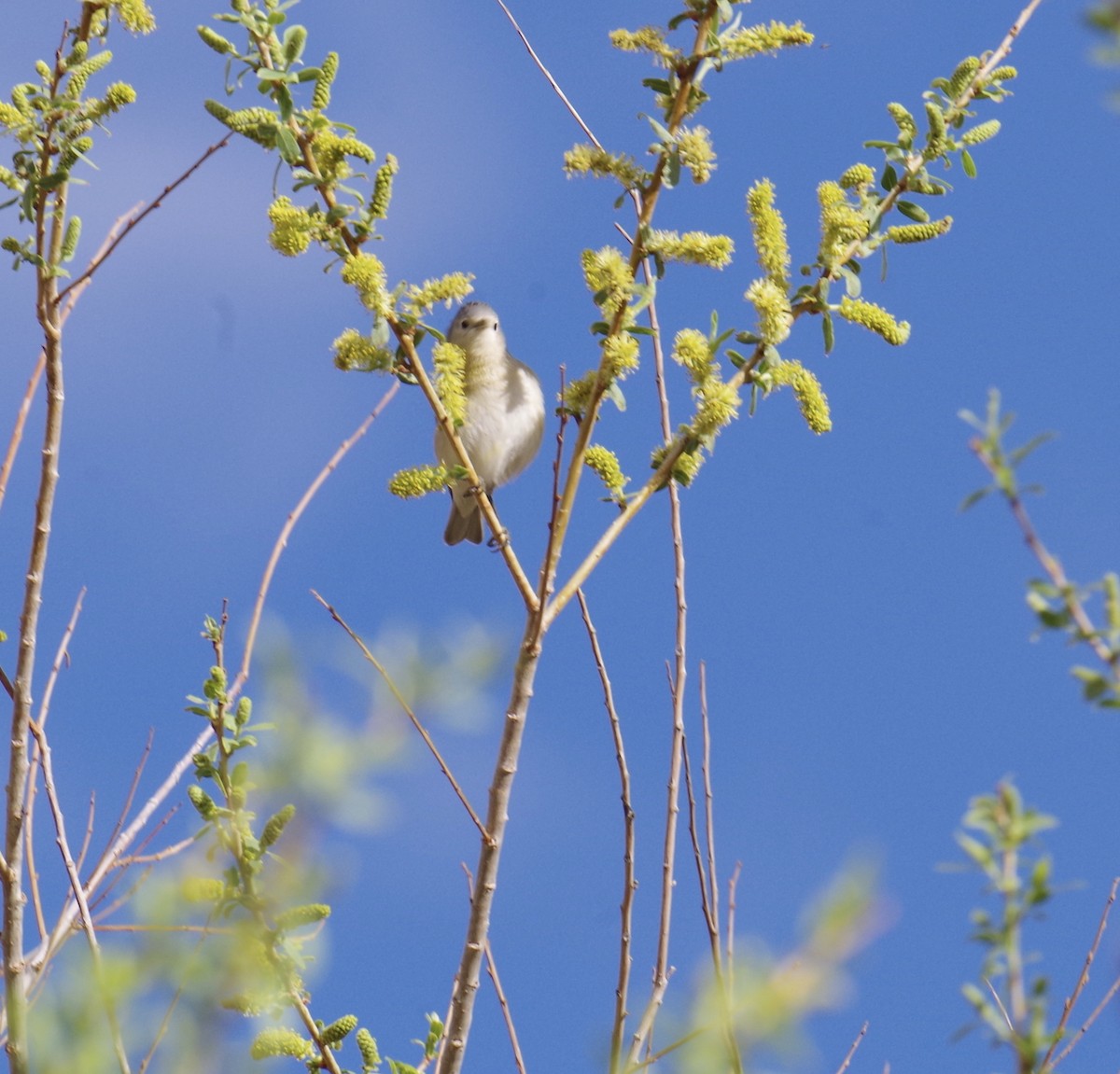 Lucy's Warbler - ML89865281