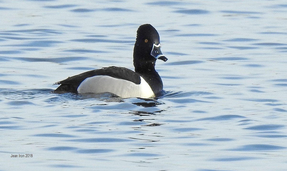 Ring-necked Duck - Jean Iron