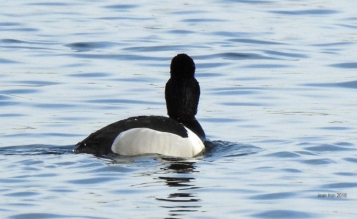 Ring-necked Duck - ML89865451