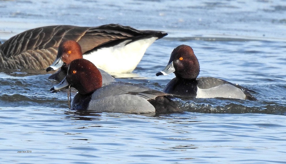 Redhead x Ring-necked Duck (hybrid) - Jean Iron