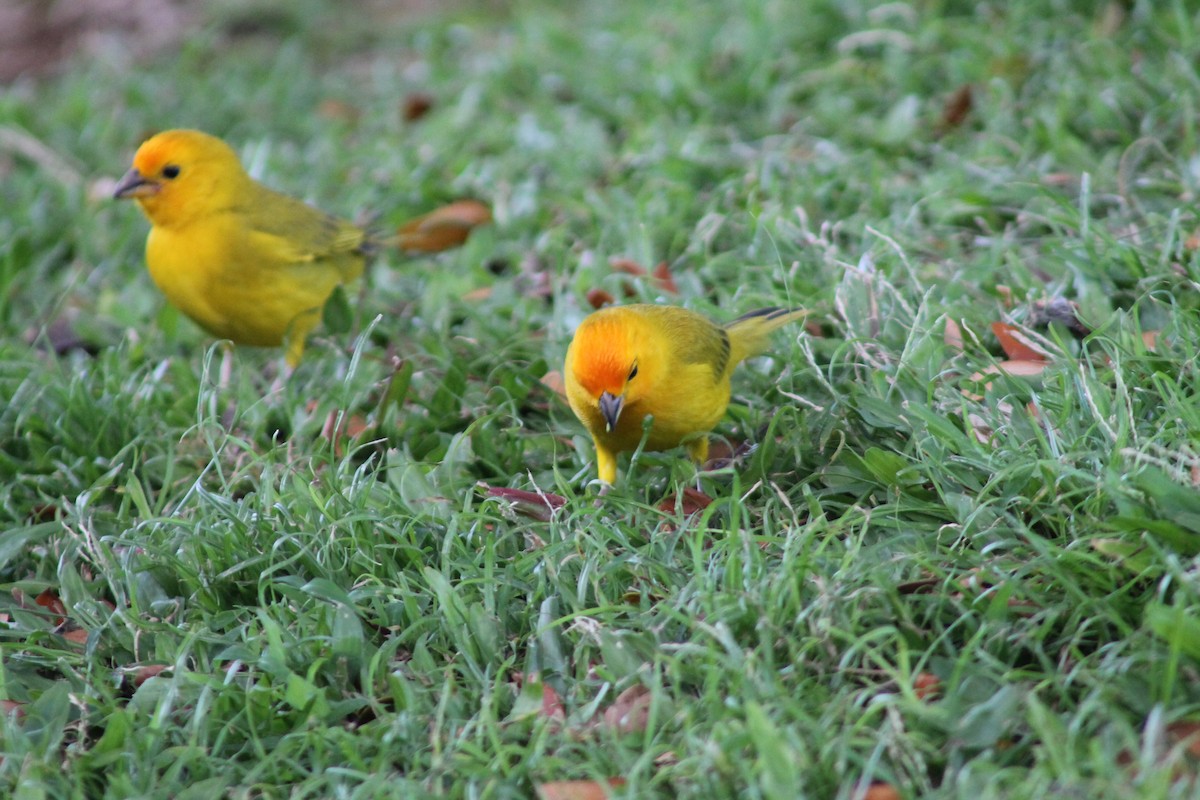 Saffron Finch - ML89866991