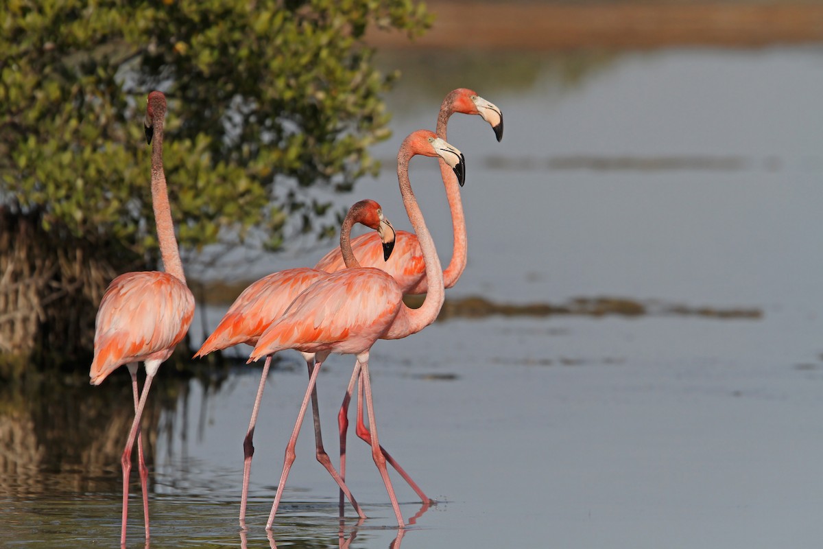 Flamant des Caraïbes - ML89867961