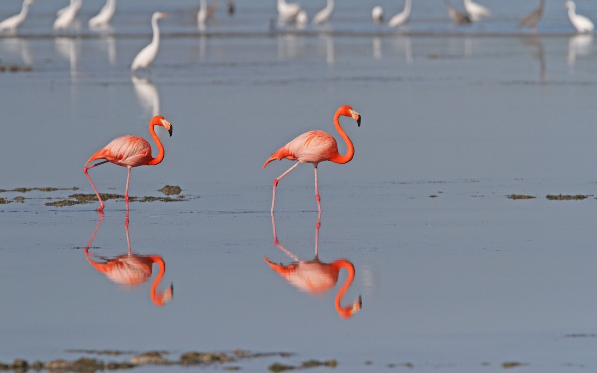 Flamant des Caraïbes - ML89868151