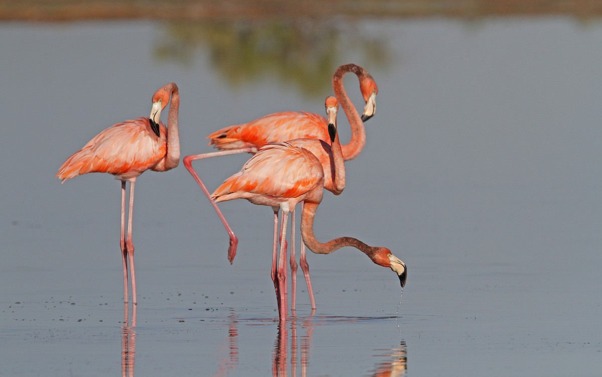 Flamant des Caraïbes - ML89868201