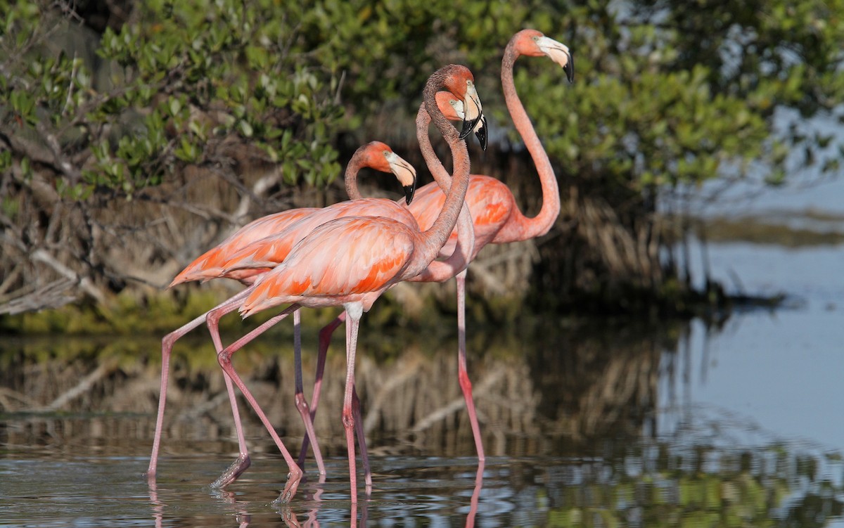 American Flamingo - ML89868241