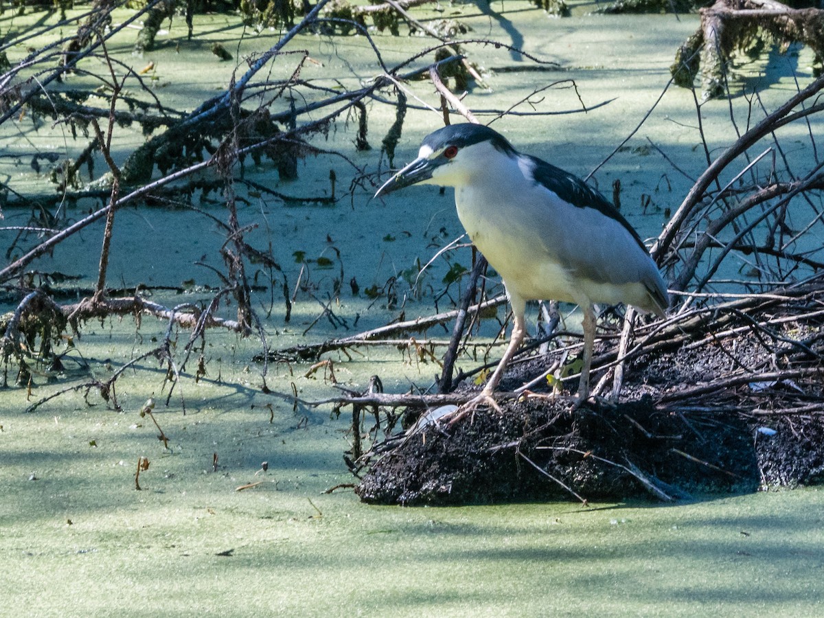 Black-crowned Night Heron - Jean-Claude Mercier