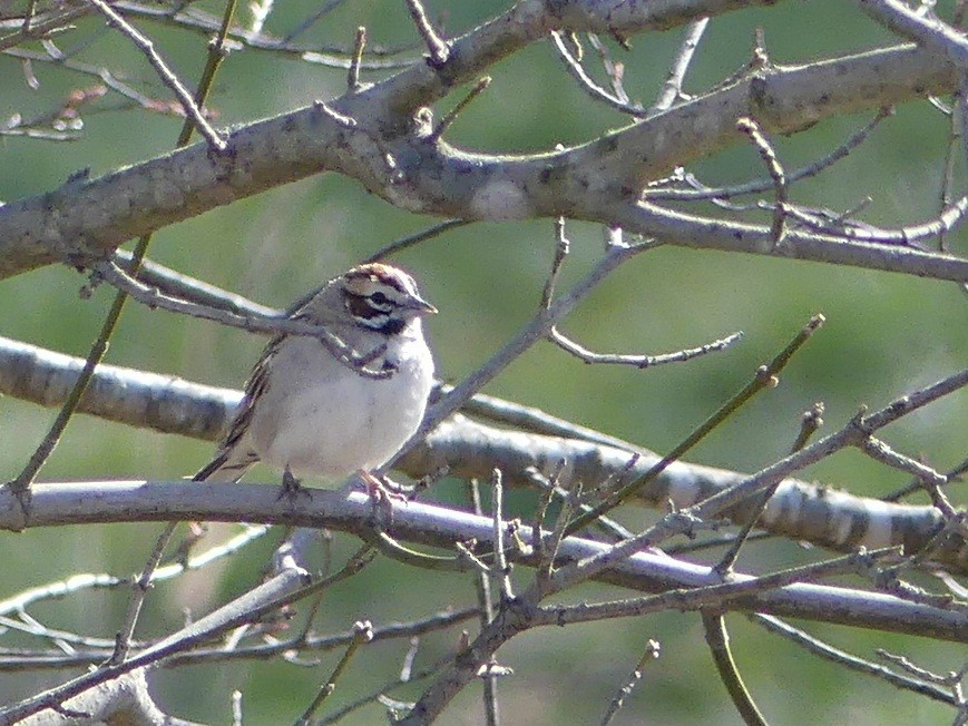 Lark Sparrow - ML89869961