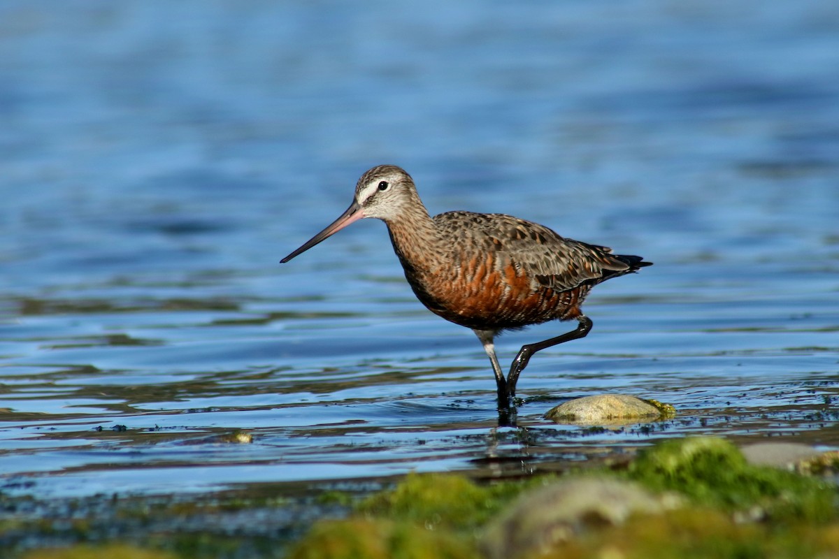 Hudsonian Godwit - Chloe Marshall