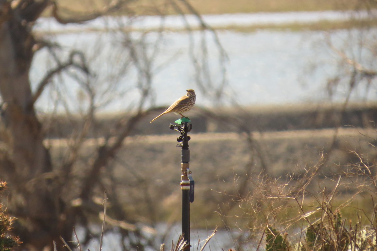 Sage Thrasher - ML89871481