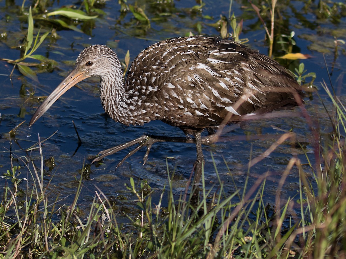 Limpkin - ML89871901