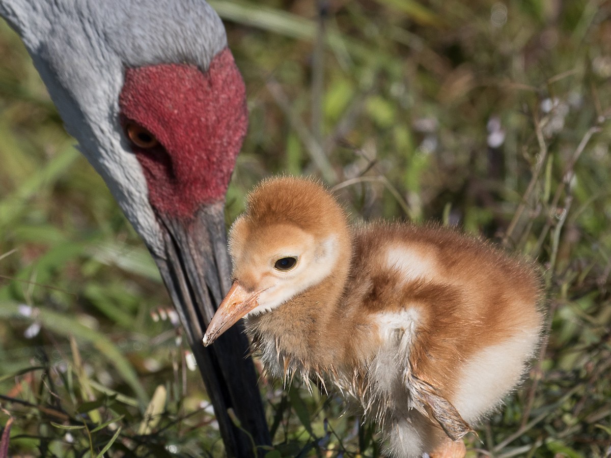 Sandhill Crane - ML89872081