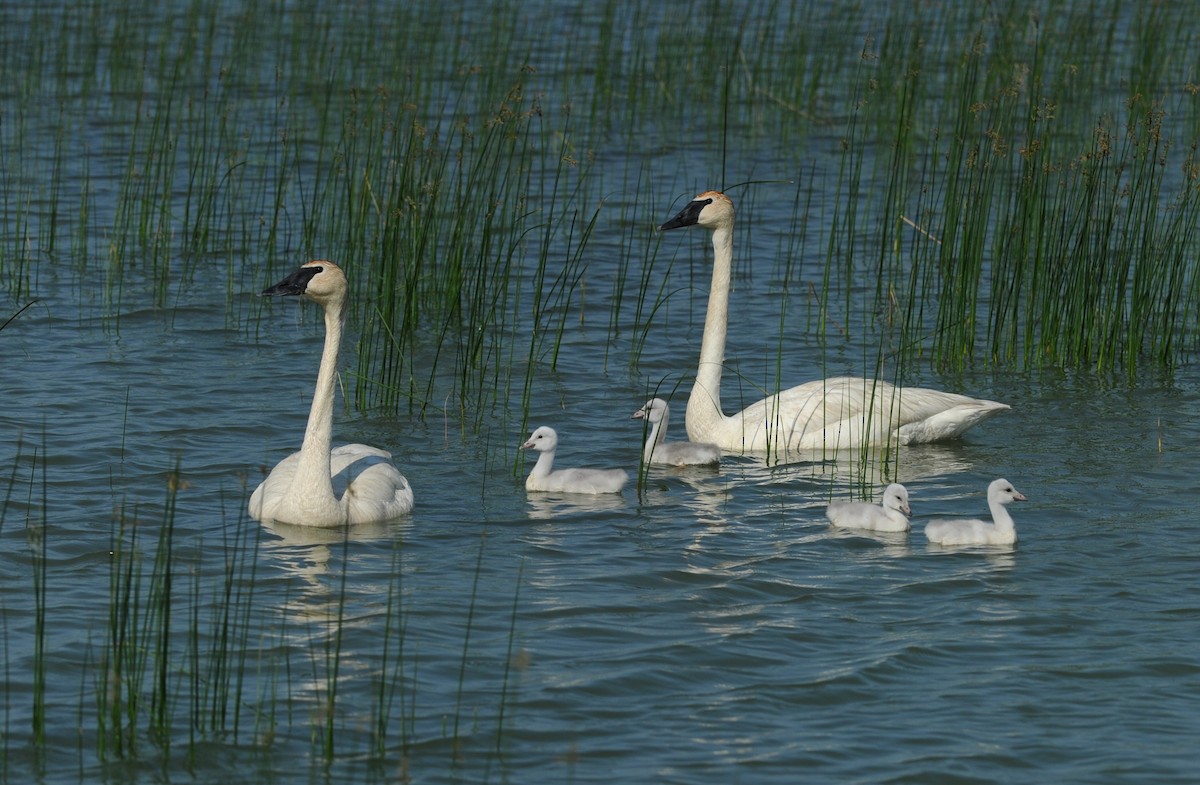 Trumpeter Swan - Raymond Ladurantaye