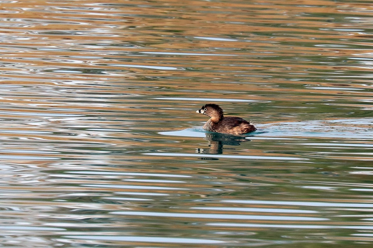 Pied-billed Grebe - ML89872941