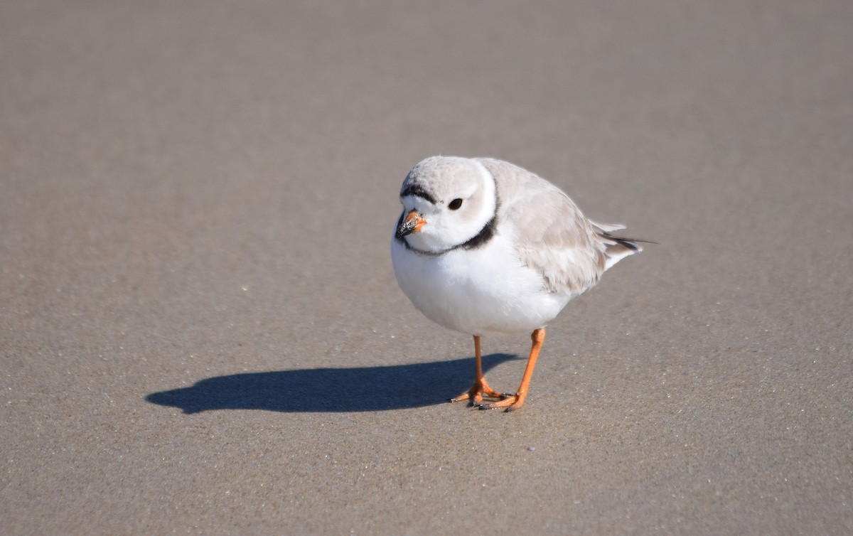 Piping Plover - Jonathan Snyder