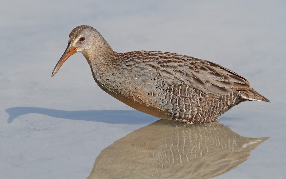 Clapper Rail (Caribbean) - ML89873871