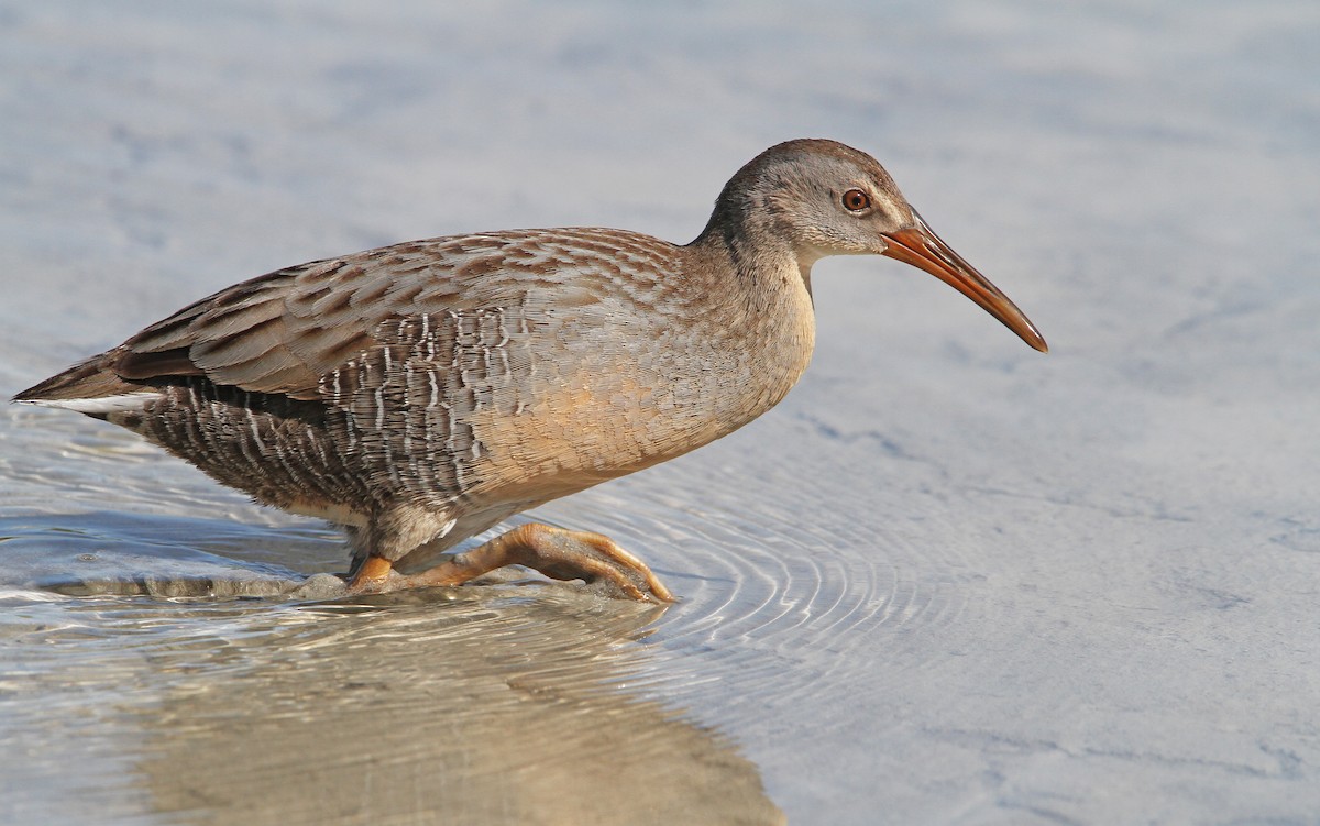 Clapper Rail (Caribbean) - ML89873881