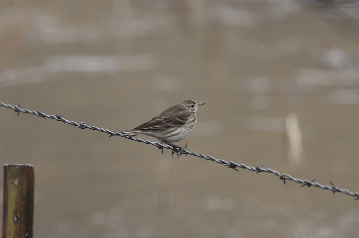 American Pipit - ML89875091