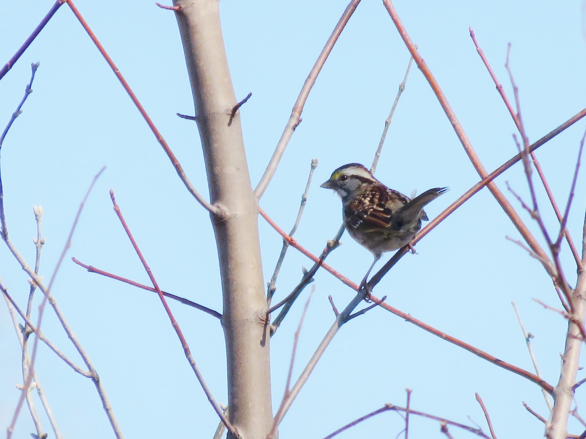 White-throated Sparrow - ML89875921