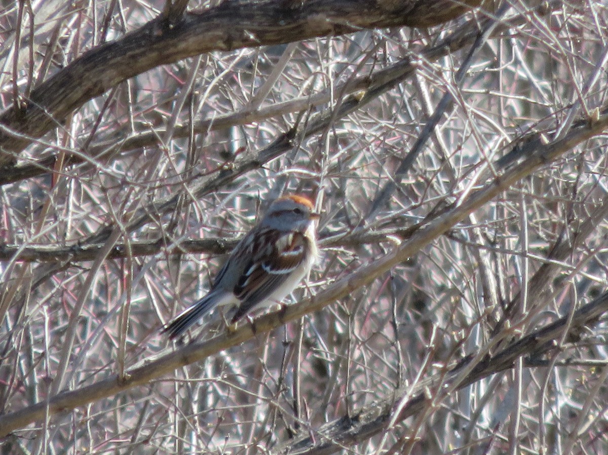 American Tree Sparrow - ML89876221