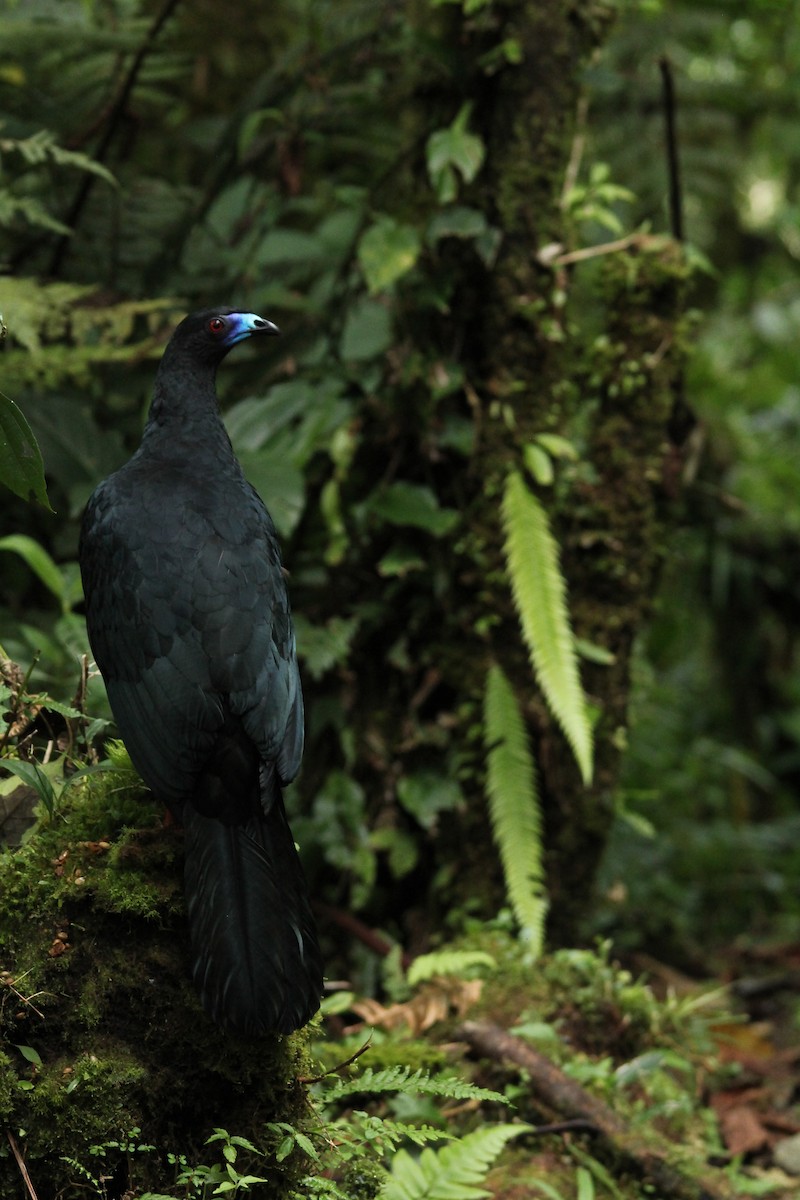 Black Guan - kenneth reyes