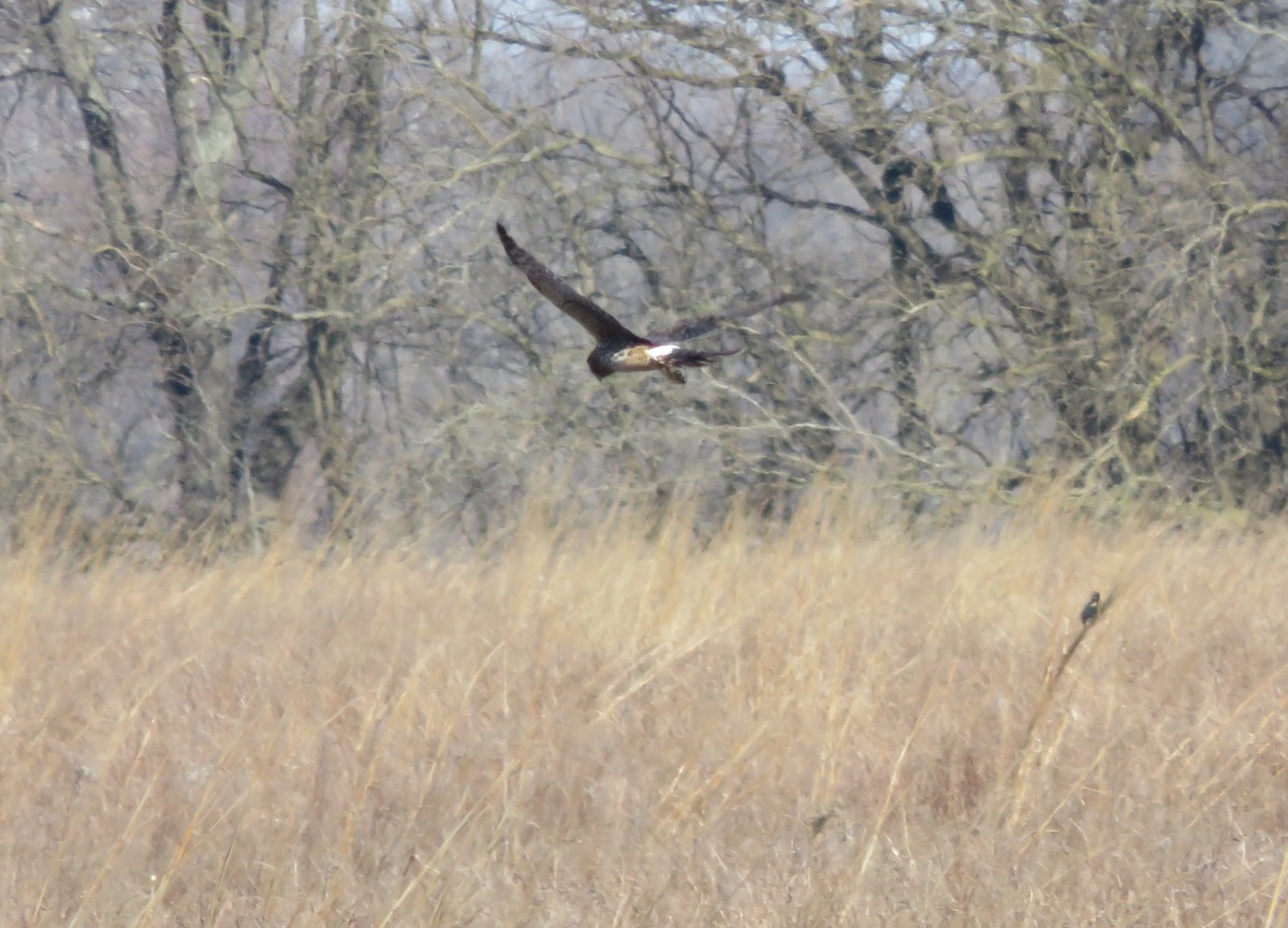 Northern Harrier - ML89878301