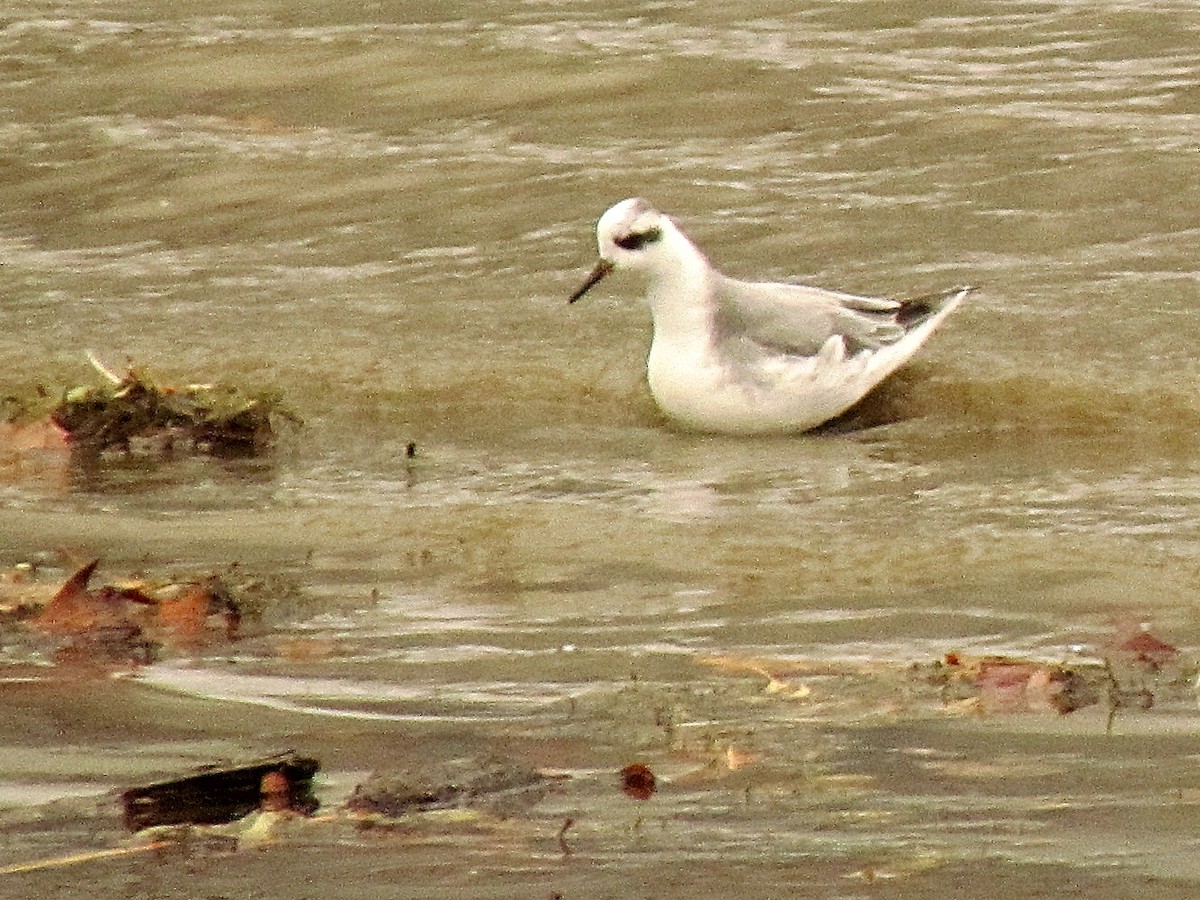 Red Phalarope - ML89878331