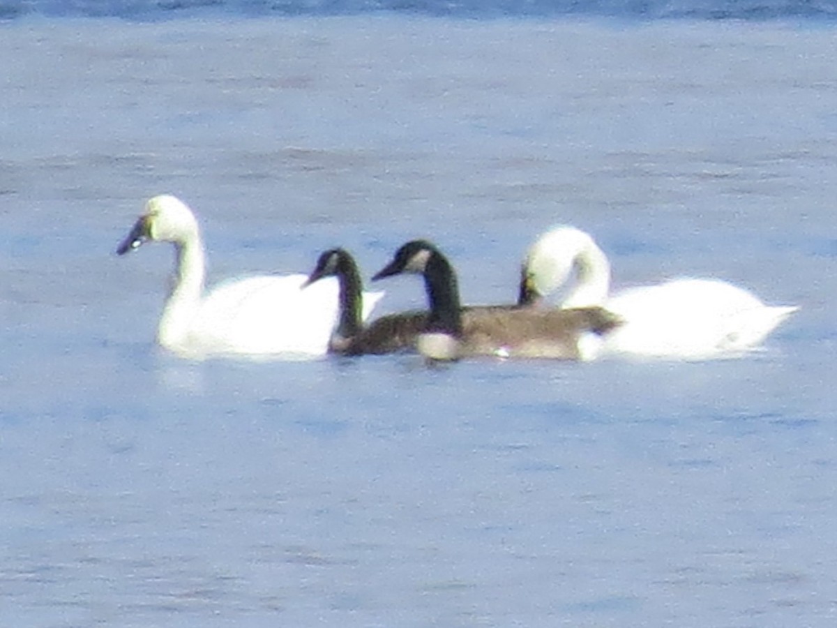 Tundra Swan - Ross Mueller