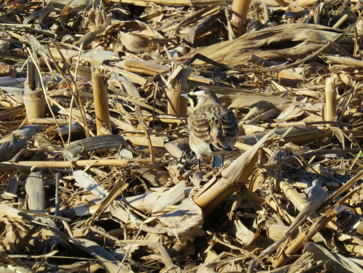 Horned Lark - ML89878661