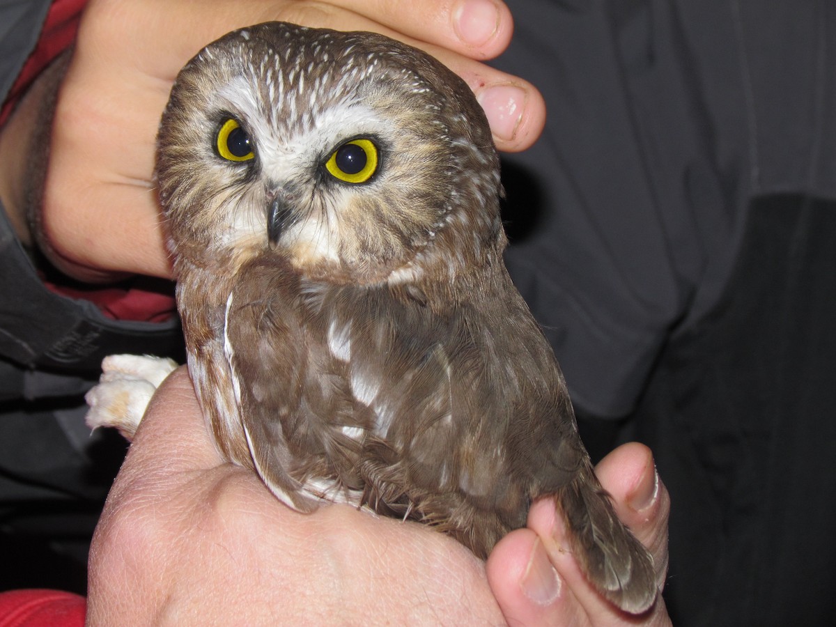 Northern Saw-whet Owl - ML89878771