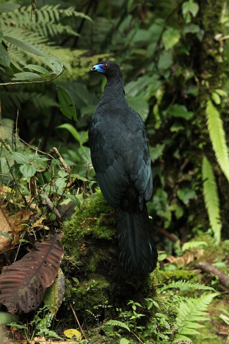 Black Guan - ML89879571