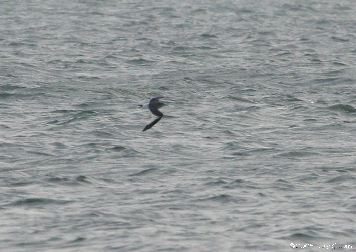 Sabine's Gull - ML89881891