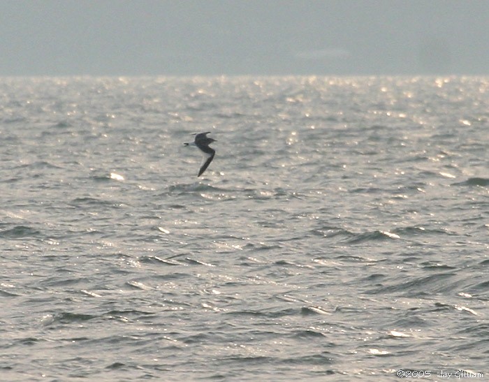 Sabine's Gull - ML89881901