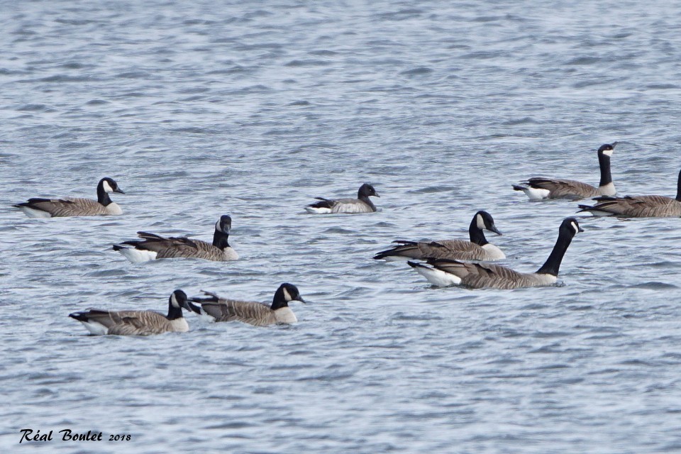 Brant - Réal Boulet 🦆