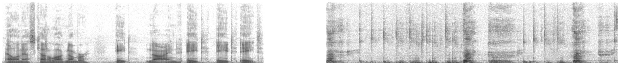 Spotted Paca - ML89888