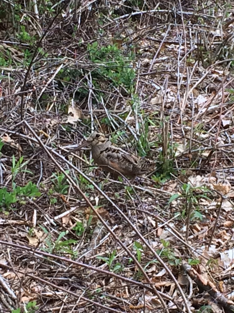 American Woodcock - ML89890761