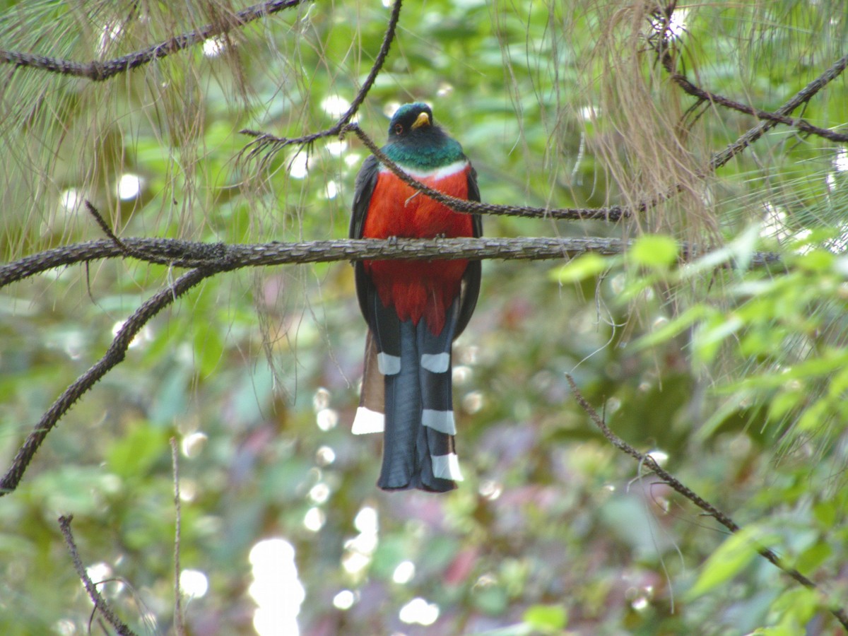 Mountain Trogon - Antonio Maldonado