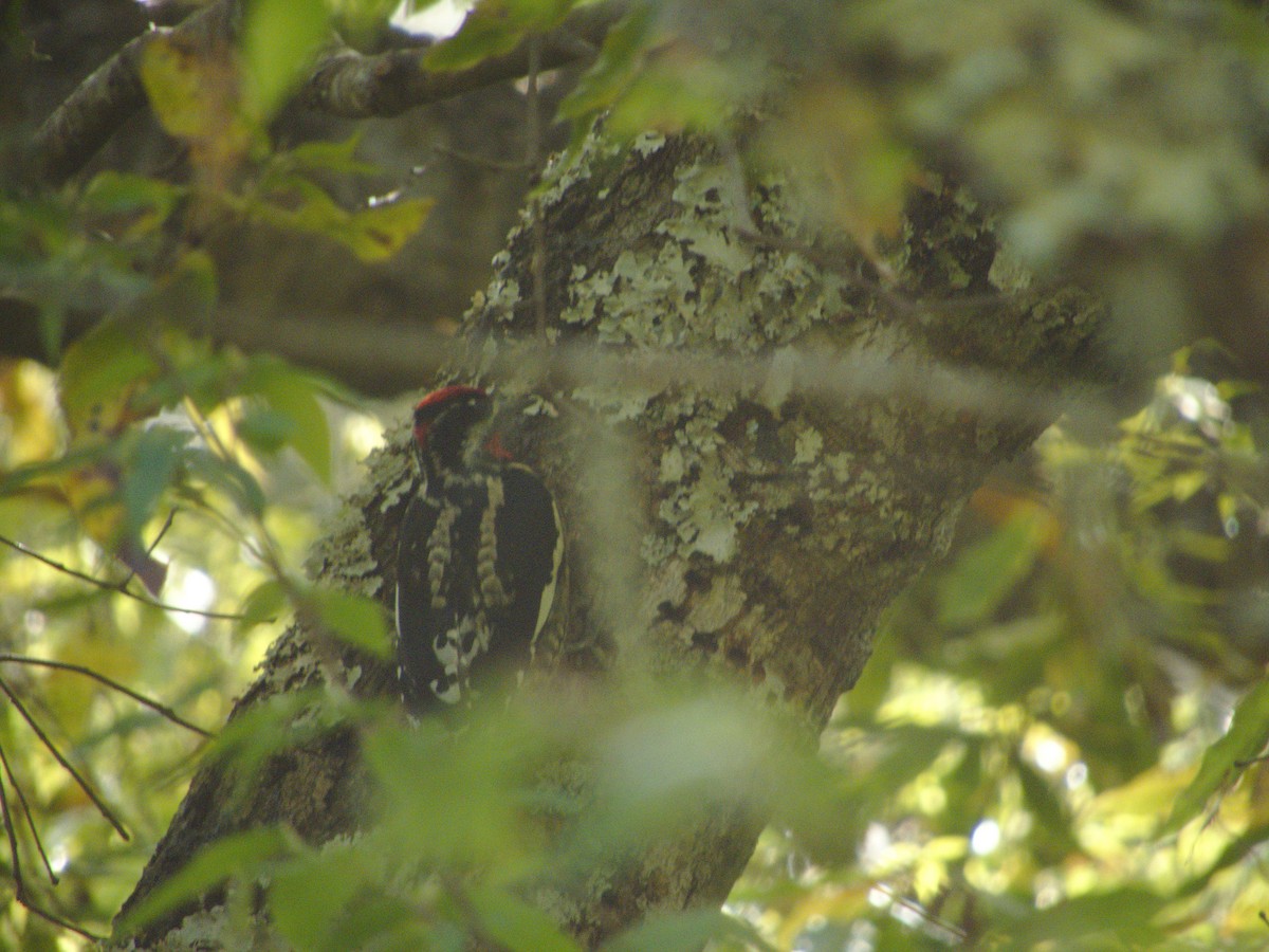 Red-naped Sapsucker - ML89892911